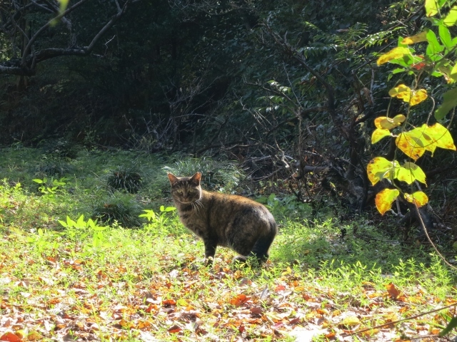 秋の猫IMG_3506 (640x480)