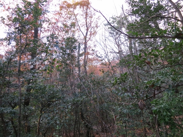 冬の雑木林IMG_3985 (640x480)