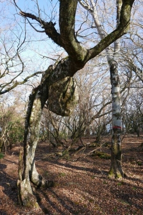 ネジネジの木
