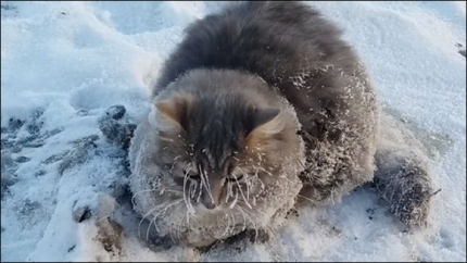 猫凍り付く