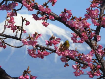 桜とメジロ (10)