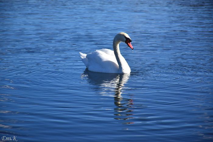 145-New-Emi-山中湖の白鳥