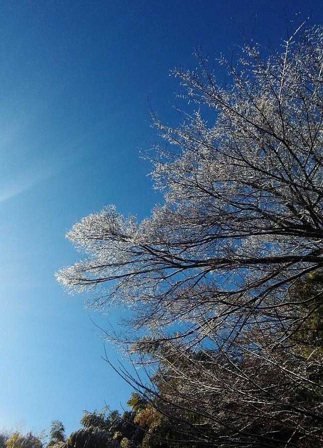 樹氷のようでキラキラきれい