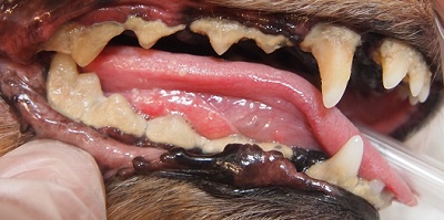 ウィッシュちゃん　犬の歯石除去１