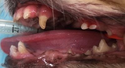 シフォン　犬の歯石除去4