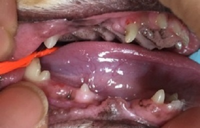 シフォン　犬の歯石除去3