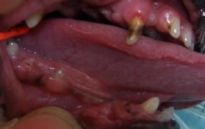 シフォン　犬の歯石除去1