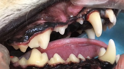 リクちゃん　犬の歯石除去3
