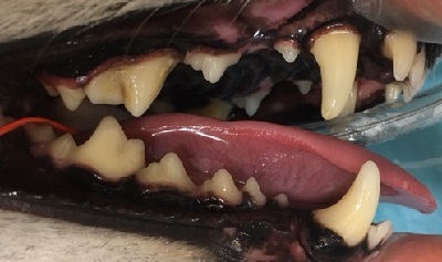 リクちゃん　犬の歯石除去1
