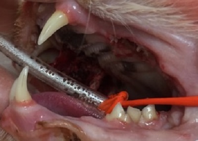 テツ　猫の歯石除去　5