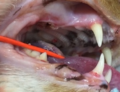 テツ　猫の歯石除去　4