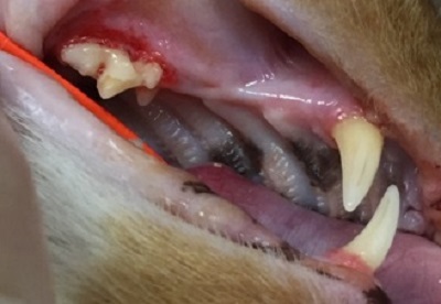 テツ　猫の歯石除去　3
