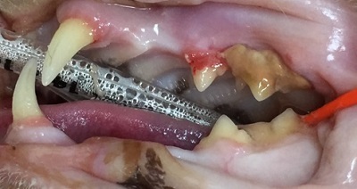 テツ　猫の歯石除去　2