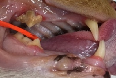 テツ　猫の歯石除去　1