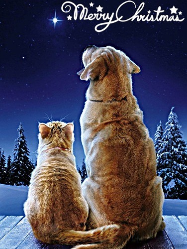 merrychristmas-cat-dog-rescue-diary.jpg