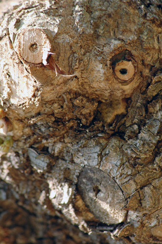 珍樹ハンター 樹木のそっくり写真 ハント術 fc2