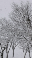 12月16日雪景色