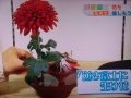 まちかど情報室　水盤 さかさ富士　富士山　花器　生け花