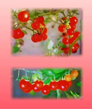 トマトの原種