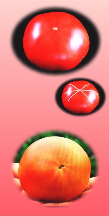 トマトの白い線 維管束
