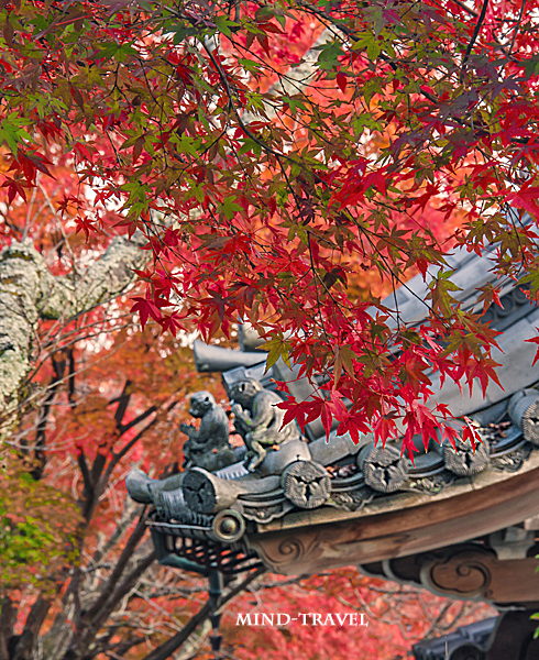 西教寺　猿の像　紅葉