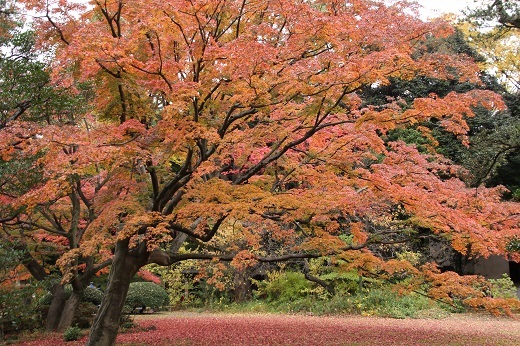 枝垂れ桜付近のモミジの紅葉３