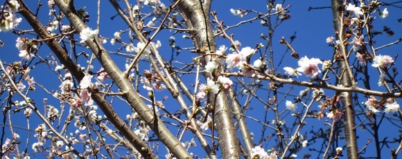 新横浜駅前公園に咲く冬桜