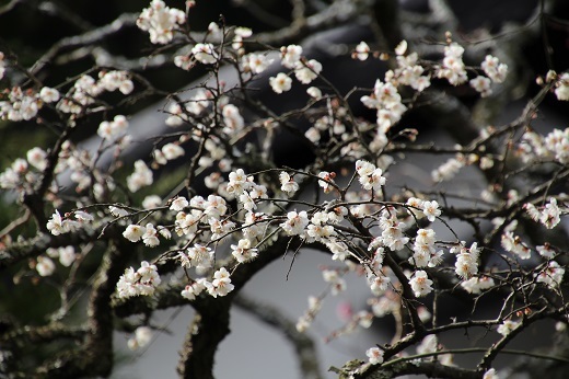 早咲きの白梅