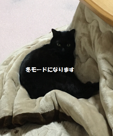 ハロウィングッズ - 黒猫 ブログ ～黒猫な日々～