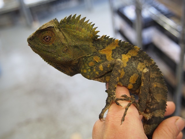 トカゲ Lizard | 爬虫類ショップ マニアックレプタイルズ 多忙店主 