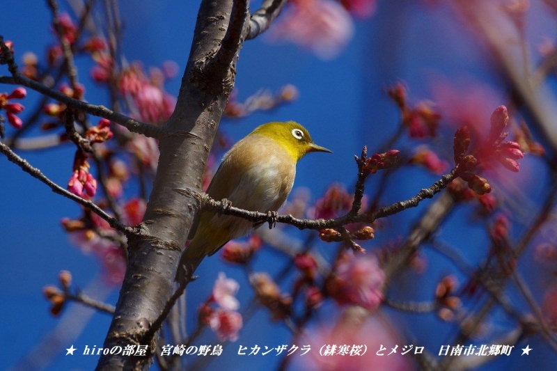 hiroの部屋　宮崎の野鳥　ヒカンザクラ（緋寒桜）とメジロ　日南市北郷町