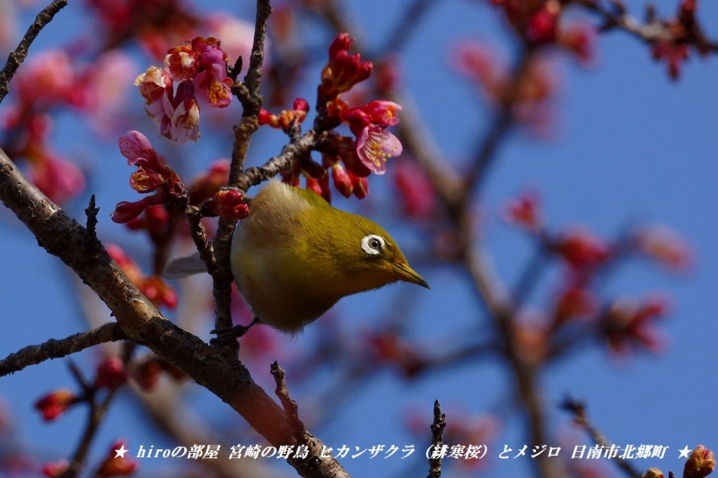 hiroの部屋　宮崎の野鳥　ヒカンザクラ（緋寒桜）とメジロ　日南市北郷町