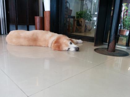 台北犬が寝てる