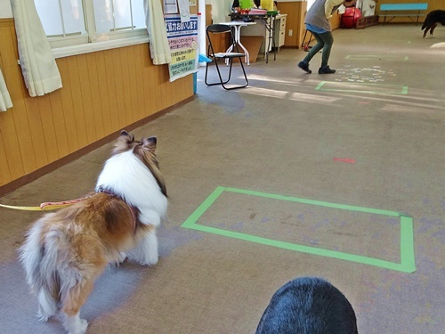 犬の学校
