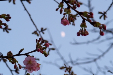 土曜の桜の咲き具合