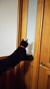 廊下を覗く猫２