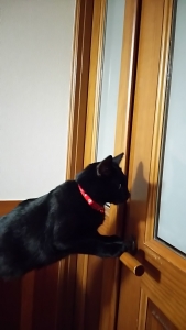 廊下を覗く猫1
