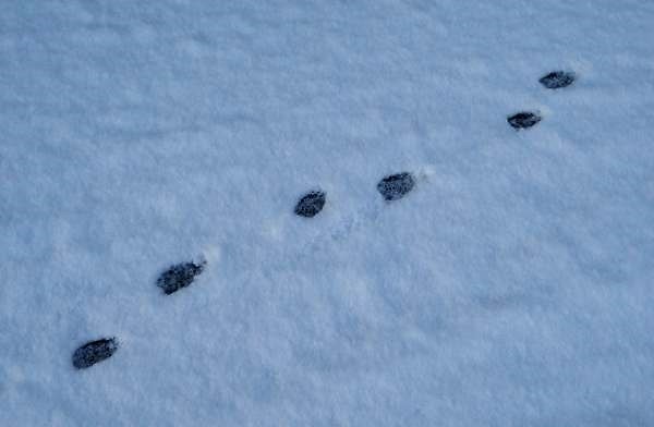 雪の上にわんこの足跡