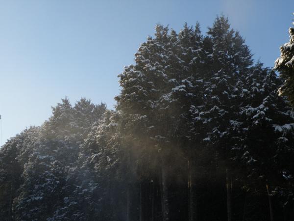 風でふわ～っと雪が飛ぶ木