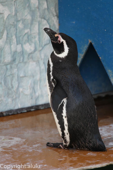 遊亀公園付属動物園　マゼランペンギン